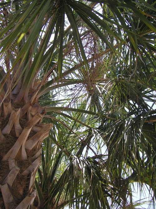 sanibel palms