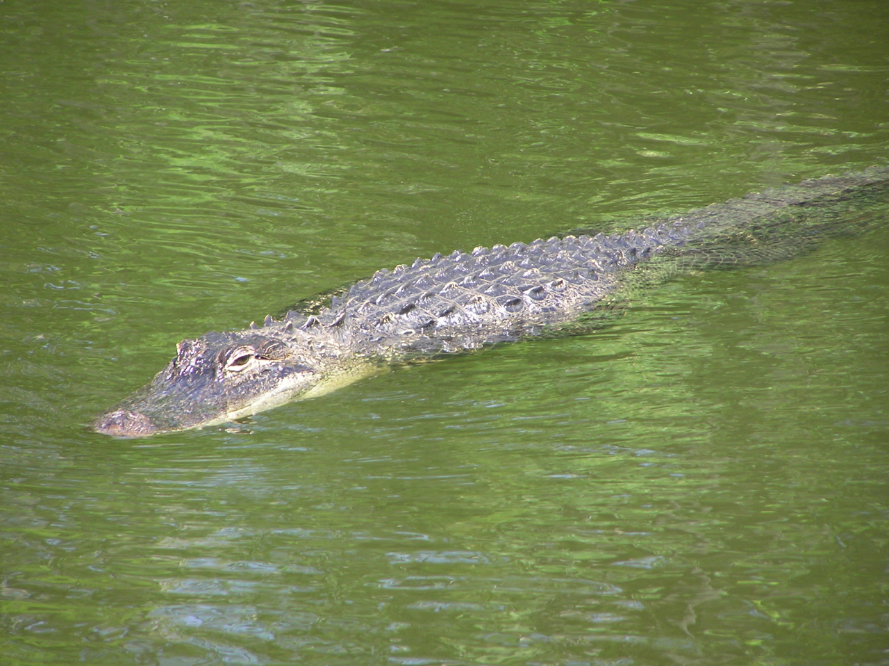 alligator