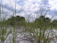 Florida_2_119