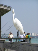 Florida_2_234